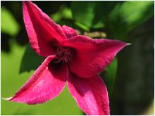 Clematis 'Princesse Diane'