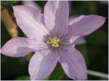 Clematis 'Proteus'