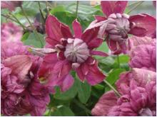 Clematis  PURPUREA elegans