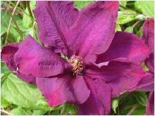 Clematis 'Rahvarinne'