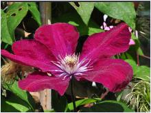 Clematis' Rouge Cardinal' vn