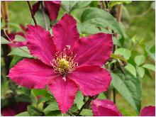 Clematis 'Ruutel'