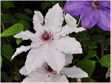 Clematis Snow Queen'