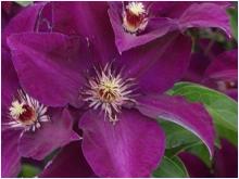 Clematis 'Stasik'