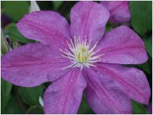 Clematis 'sunset'