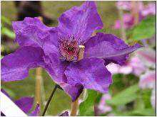 Clematis 'ThePresident'