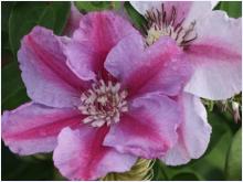 Clematis 'Tudor'