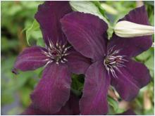 Clematis viticella 'DarkEyes'