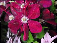 Clematis Warszawska Nike'  closeup