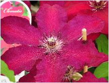 Clematis  'Westerplatte'