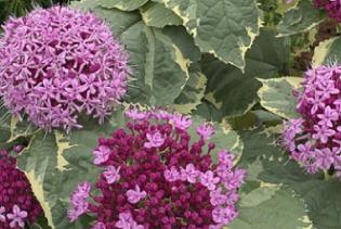 ClerodendrumbungeiPinkDiamond