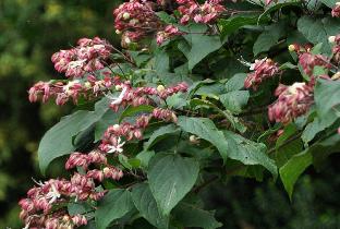 ClerodendrumtrichotomummiddenjuliCloseupVN