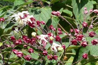 Clerodendrumtrichotomumfargesii