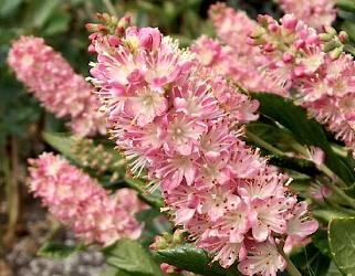 Clethra alnifolia 'Ruby'Spice'