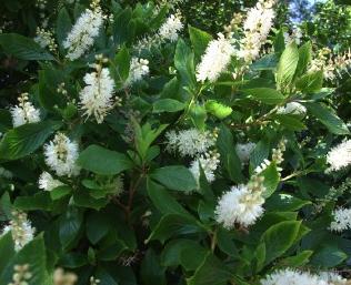 Clethraalnifolia