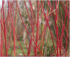 CornusalbaBattonRouge