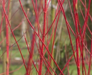 CornusalbaBattonRouge