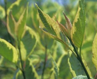 CornusalbaCreamcracker