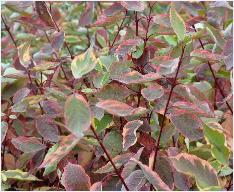 Cornus alba 'Gouchaultii' VN