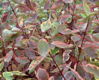 CornusalbaGouchaultiiVN