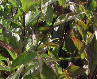 CornusalbaKesselringiijongblad