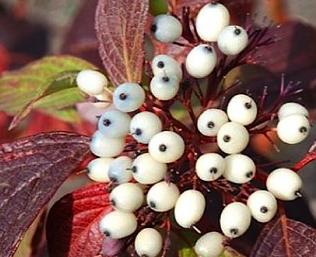 CornusalbaSiberianPearls