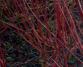 Cornusalbasibirica