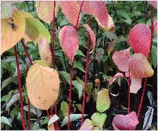 Cornusalbasibirica2