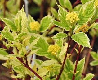 CornusalbaSibiricaVariegatalente