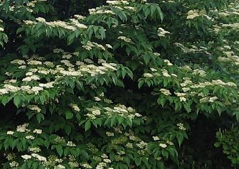 Cornusalternifolia2