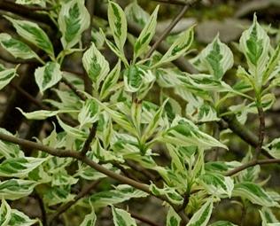 CornusalternifoliaArgentea