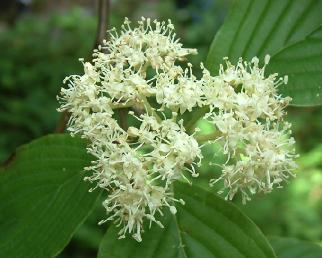 Cornusalternifolia