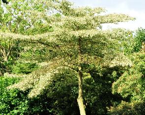 Cornuscontroversavariegata