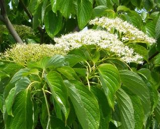 CornuscontroversaPagoda