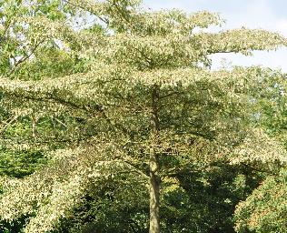 Cornuscontroversaarboretumleen