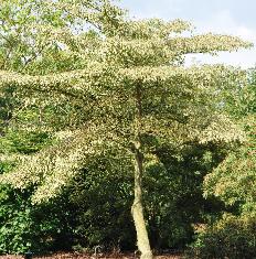 Cornuscontroversaarboretumleen