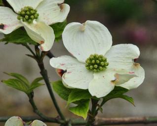 CornusfloridaWhiteCloudflowers