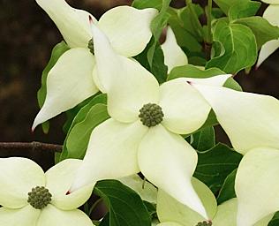 Cornuskousachinensisbloemen