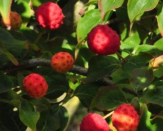 Cornuskousachinensisvruchten