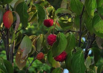 CornuskousaMILKYWAYFruit