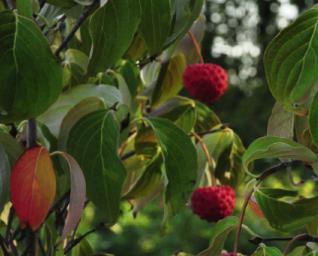 CornuskousaMILKYWAYFruit