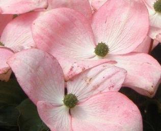 Cornuskousasatomibloem2