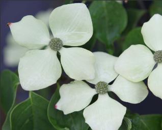 CornuskousaSchmetterling