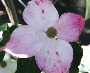 CornuskousaTeutonia