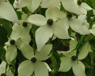 CornuskousaWeisseFontainebloemen