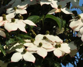 CornuskousaWietingsSelectbloemendetailLeen