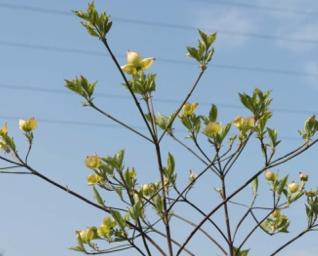 CornusnuttalliiAscona