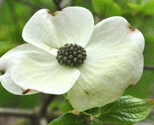 CornusnuttalliiMonarchflowercloseupvn