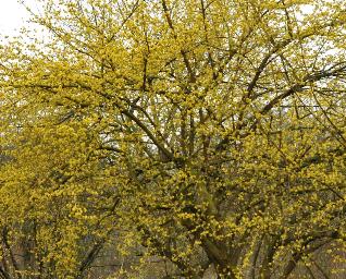 Cornusofficinalisbloeimaart