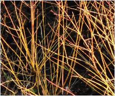 Cornus sanguinea 'Winter Beauty'arboretum2